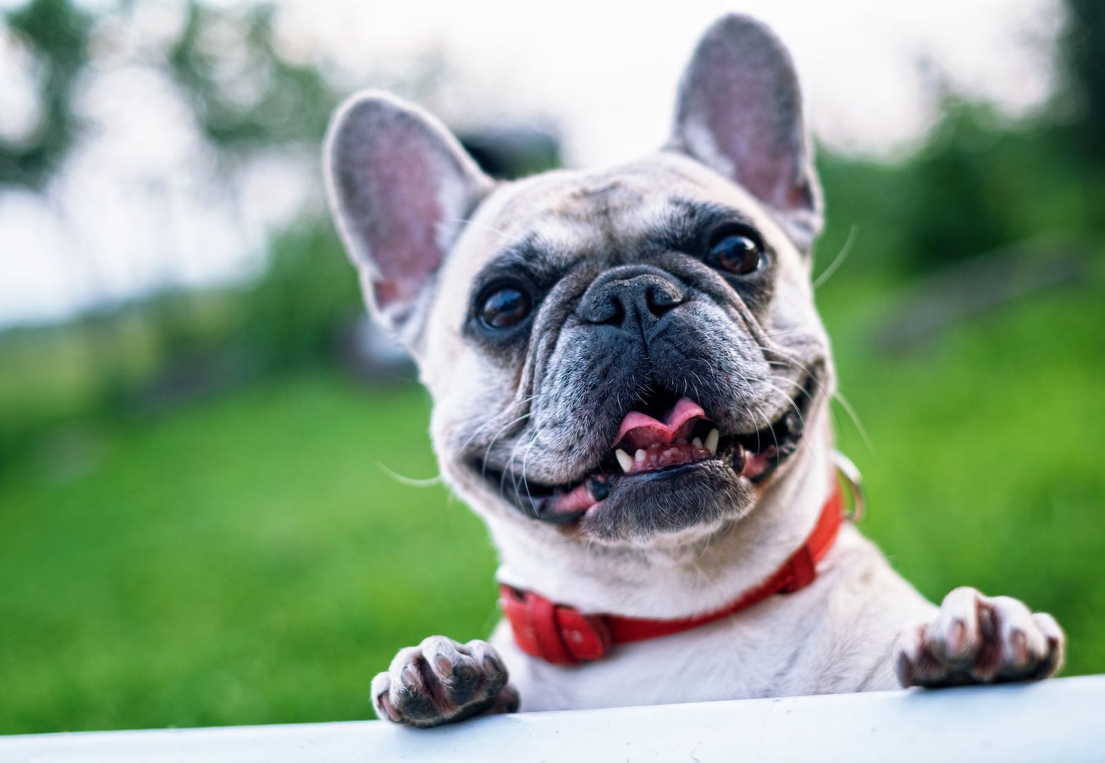 French Bulldog Dog Collars: Style Meets Comfort