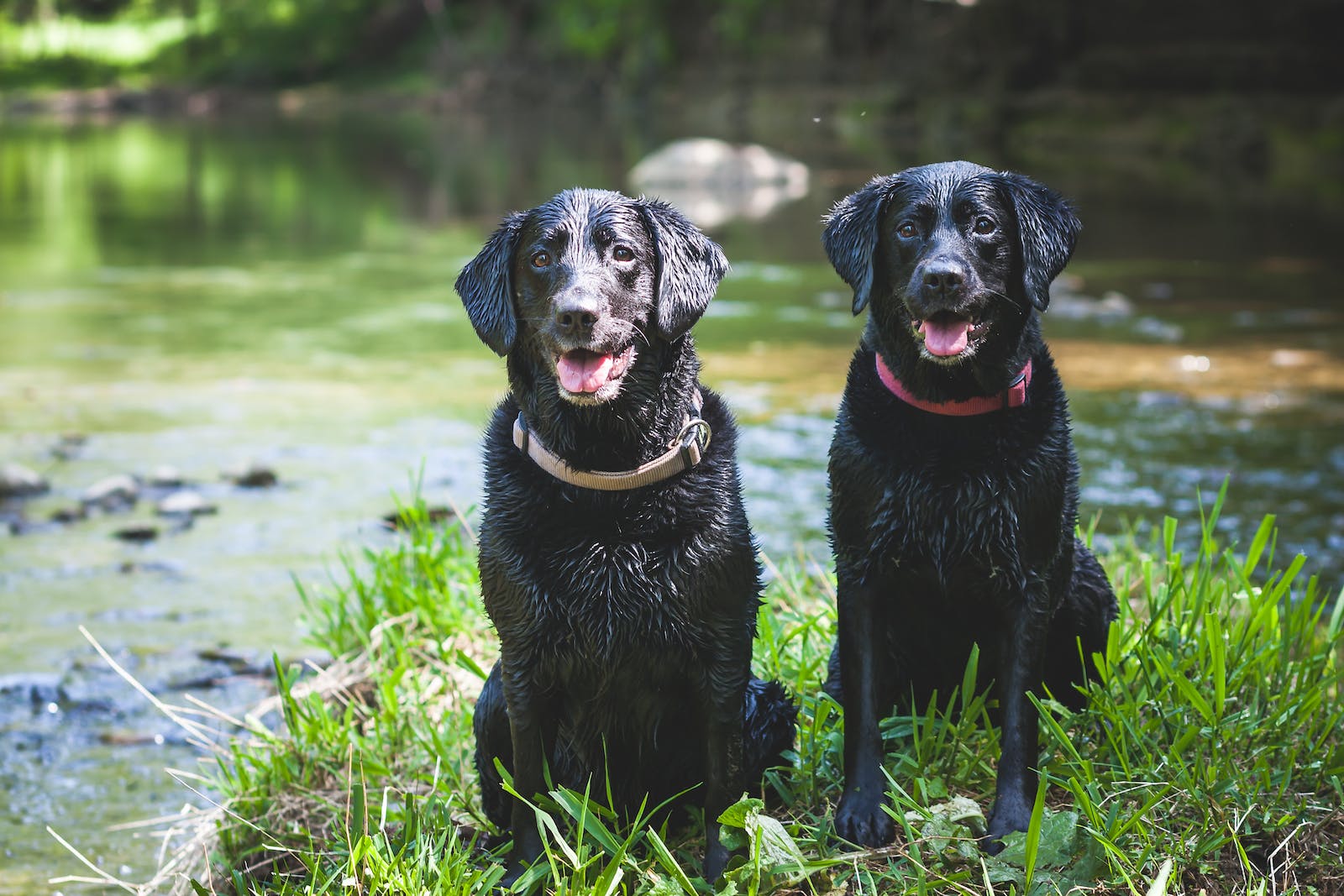 Labrador Retriever Dog Collars: The Perfect Accessory for Your Furry Friend