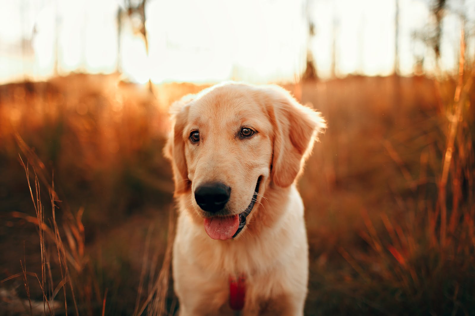 Golden Retriever Dog Collars: A Guide for Your Furry Friend